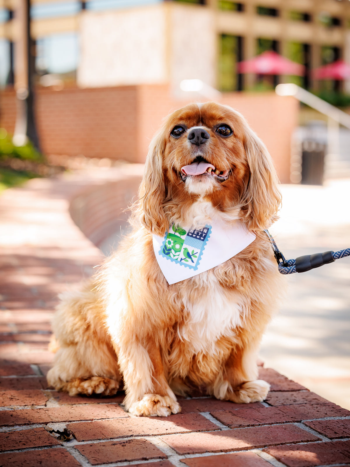 Clip-on Pet Bandana